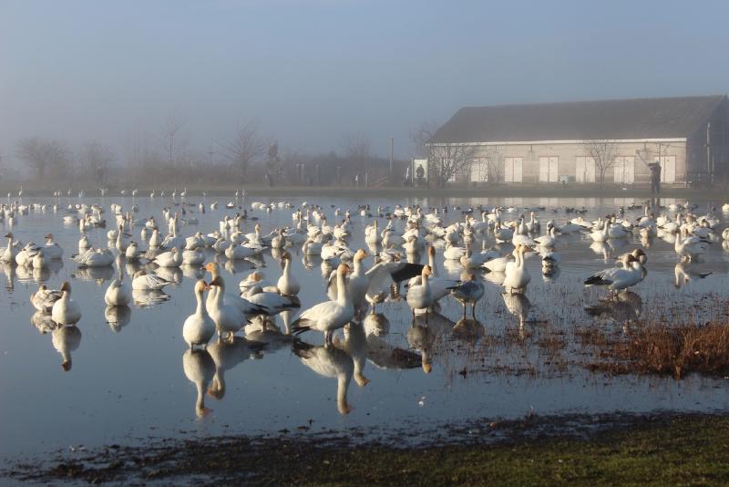 Geese walking near the water in Steveston