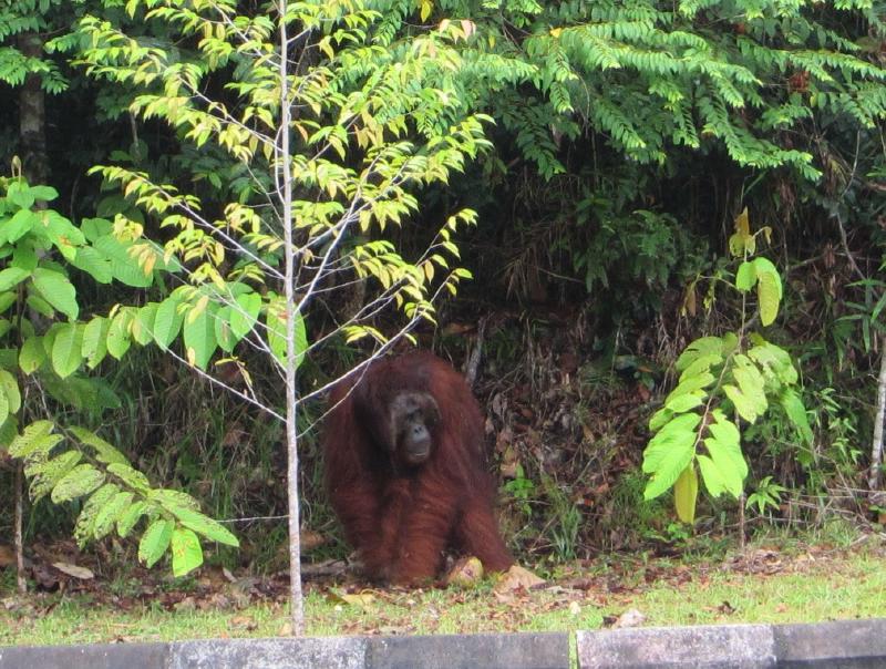 Male Orangutan The Semenggoh Wildlife Rehabilitation Centre