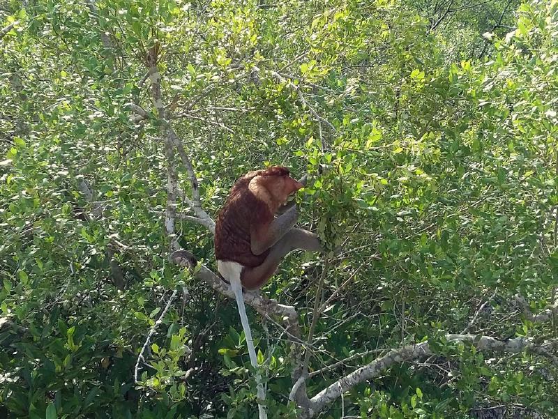 Proboscis Monkey in Bako National Park