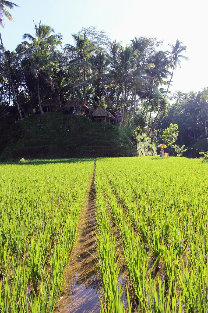 Tegallalang Rice Terrace