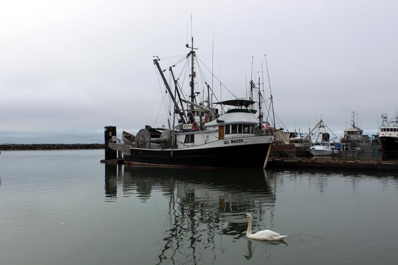 A swan swimming in front of a boat called 'Sea Master' in Steveston Village in Richmond British Columbia
